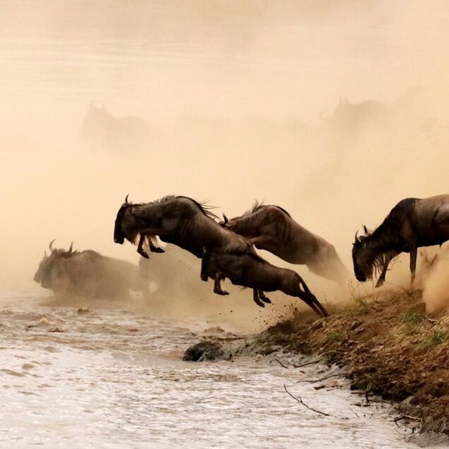 Maasai Mara National Reserve