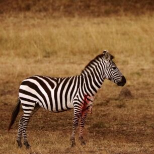 Nairobi National Park