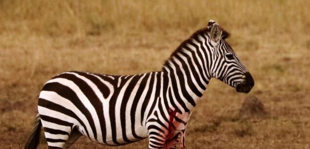 Nairobi National Park