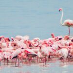 Lake Nakuru National Park, located in central Kenya about 140 km northwest of Nairobi , is a picturesque park centered around a shallow, alkaline lake . Established in 1968 as Kenya's first national park dedicated to bird conservation , it covers an area of approximately 188 square kilometers . The park is famous for its incredible birdlife, successful rhino sanctuary, and diverse habitats ranging from the lake shore to rocky cliffs and woodlands .