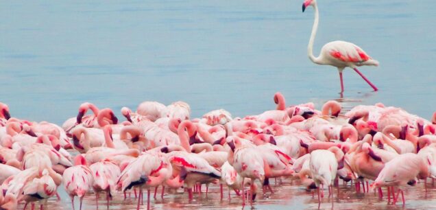 Lake Nakuru National Park