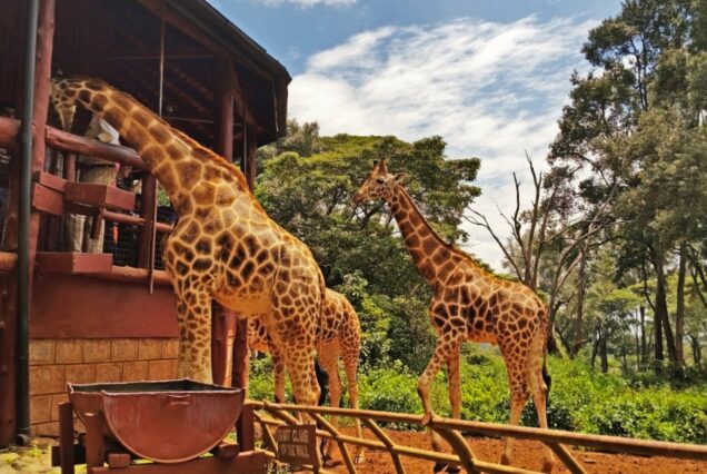 Giraffe Center & Karen Blixen Tour